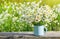 Bouquet of beautiful daisies