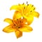 Bouquet of beautiful delicate yellow lilies isolated on white background