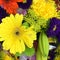 A bouquet of beautiful flowers - carnations, chrysanthemums, dahlias, calendula, gerbera, daisies