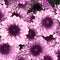 A bouquet of beautiful flowers - carnations, chrysanthemums, dahlias, calendula, gerbera, daisies