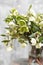 Bouquet of Beautiful green Helleborus. Winter flowers in vase on wooden table. Wallpaper, Vertical photo