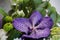 Bouquet with beautiful indigo orchid vanda in green, close-up