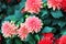 a Bouquet of Beautiful Multicolored Dahlia Flowers