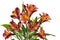 Bouquet of beautiful orange yellow Alstroemeria flowers isolated