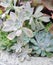 Bouquet of Beautiful Succulent Plants