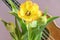 A bouquet of beautiful tulips on a lilac background and a fragment of a musical instrument ukulele.