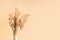 Bouquet of beige dried flowers in a glass vase on beige background.