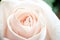 Bouquet beige tea roses close up macro rose Bud
