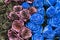 Bouquet of black, blue and burgundy roses