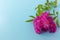 Bouquet of a bloody pink rose on a blue background, top view. Holiday concept. Mom`s day, wedding