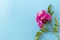 Bouquet of a bloody pink rose on a blue background, top view. Holiday concept. Mom`s day, wedding