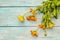 Bouquet of blooming calendula. Healthy ingredient for tea, alternative medicine