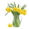 Bouquet of blooming daffodils