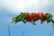 Bouquet of blooming flame tree flowers