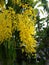 bouquet of blooming golden shower tree flowers hang on branches of big tree in green garden background