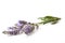 Bouquet of blooming lavender spikes on white table isolated