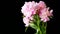 Bouquet of blooming peonies on black background