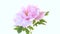 Bouquet of blooming peonies on white background