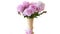 Bouquet of blooming peonies on white background