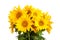 Bouquet of blossoming sunflowers