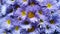 Bouquet of blue chrysanthemums. Floral background for greeting cards,