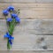 Bouquet of blue cornflowers