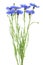 Bouquet of blue cornflowers isolated on white background. Blue Cornflower Herb or bachelor button flower