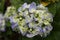 Bouquet of blue flowering hydrangeas. Dark background