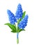Bouquet of blue grape hyacinth flowers. Vector illustration.