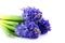 Bouquet blue hyacinth