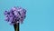 Bouquet of blue hyacinths are turning on blue background with space for text