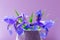 A bouquet of blue irises in a small lilac vase on a purple background.