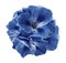 A bouquet of blue-white begonias on a white isolated background with clipping path. Close-up without shadows.