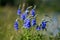 Bouquet of blue wildflowers close-up on a background of green grass.