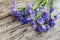Bouquet blueflag or iris flower on wooden background