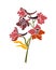 Bouquet branch blooming delphinium. Floral element for design.