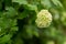 Bouquet branch white hydrangea fresh bright against a background of green foliage spring
