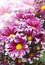 Bouquet of bright crimson chrysanthemums