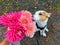 A bouquet of bright pink dahlias that sniffs a dog, Jack Russell Terrier breed