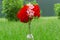 A bouquet of bright red and pink geranium flowers stand in the garden on a green lawn