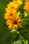 bouquet of bright yellow flowers Heliopsis helianthoides