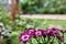 Bouquet burgundy flowers on blurred green background summer garden.