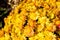 Bouquet, bush of yellow flowers chrysanthemum background - outdoors, garden