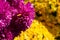 Bouquet, bush yellow and pink flowers chrysanthemum background - outdoors, garden