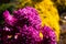 Bouquet, bush yellow and pink flowers chrysanthemum background - outdoors, garden