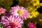 Bouquet, bush yellow and pink flowers chrysanthemum background - outdoors, garden