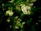 Bouquet of Butterfly Bush Flowers Hanging