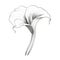 bouquet Calla Lily flower ai generated
