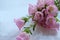 Bouquet of Campanula champion pink, Canterbury Bells, or Bellflower on white background. Close-up of bell-shaped flowers.