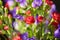 Bouquet of Canterbury bells purple flower blooming Campanula medium and red small carnations. Unpretentious and delicate violet